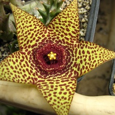Orbea cv Halumna River