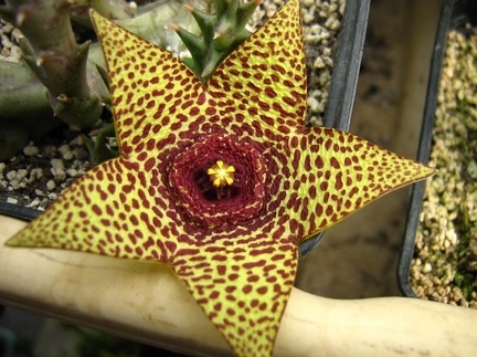 Orbea cv Halumna River