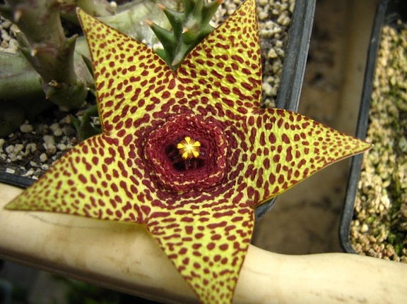 Orbea cv Halumna River