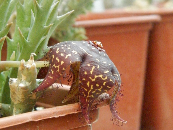Orbea doldii