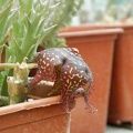 Orbea doldii