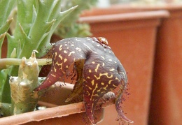 Orbea doldii