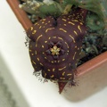 Orbea doldii 1