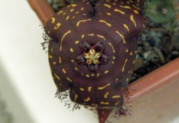 Orbea doldii 1