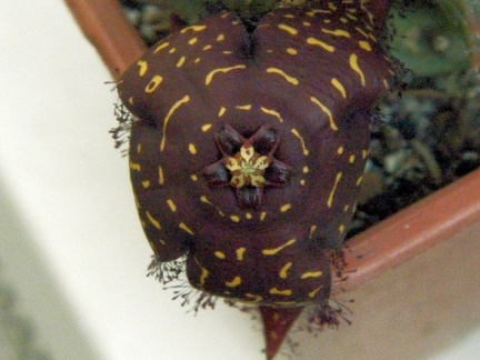 Orbea doldii 1