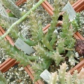 Orbea doldii 2