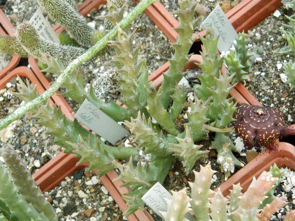 Orbea doldii 2
