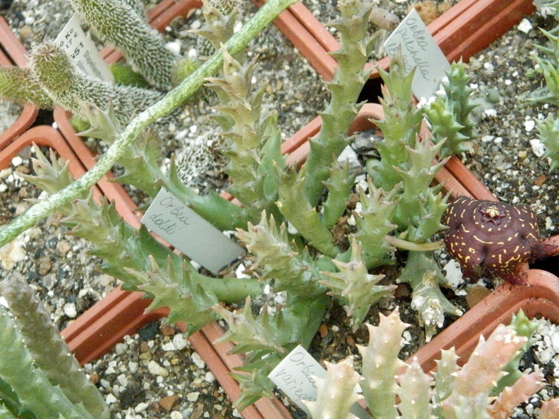 Orbea doldii 2