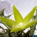 Orbea dummeri