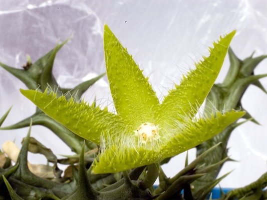 Orbea dummeri