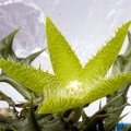 Orbea_dummeri.jpg