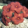 Orbea melanantha