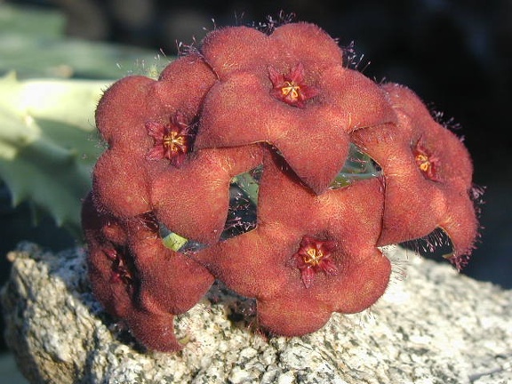 Orbea melanantha