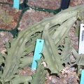 Orbea melanantha pl