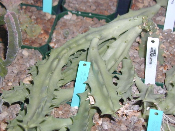 Orbea melanantha pl
