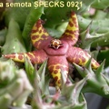 Orbea semota