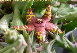 Orbea semota