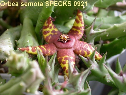 Orbea semota