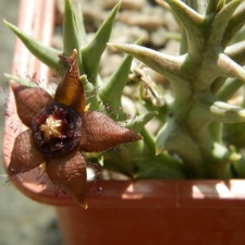 Orbea semota ssp  orientalis ES 21158