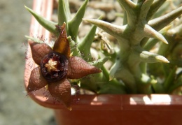 Orbea semota ssp  orientalis ES 21158