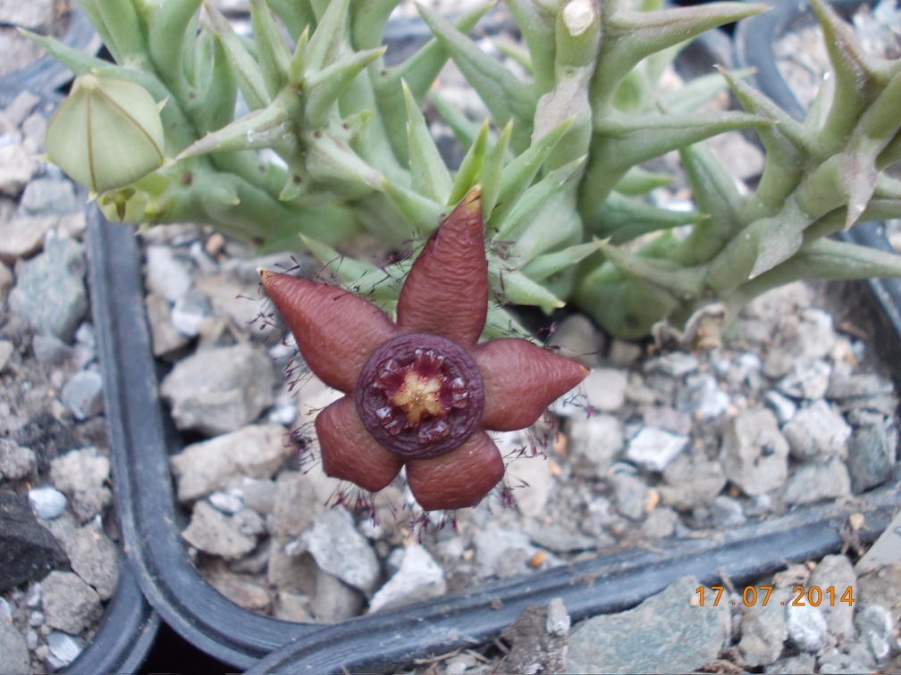 Orbea semota var orientalis