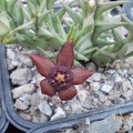 Orbea semota var orientalis