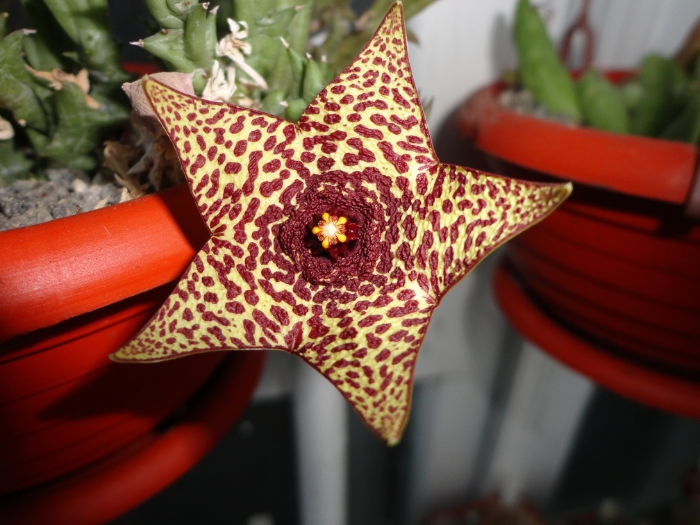 Orbea sp. Halumna River