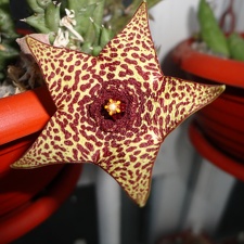 Orbea sp. Halumna River