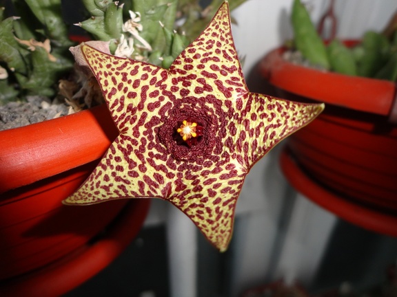 Orbea sp. Halumna River