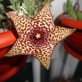 Orbea_sp_Halumna_River.JPG