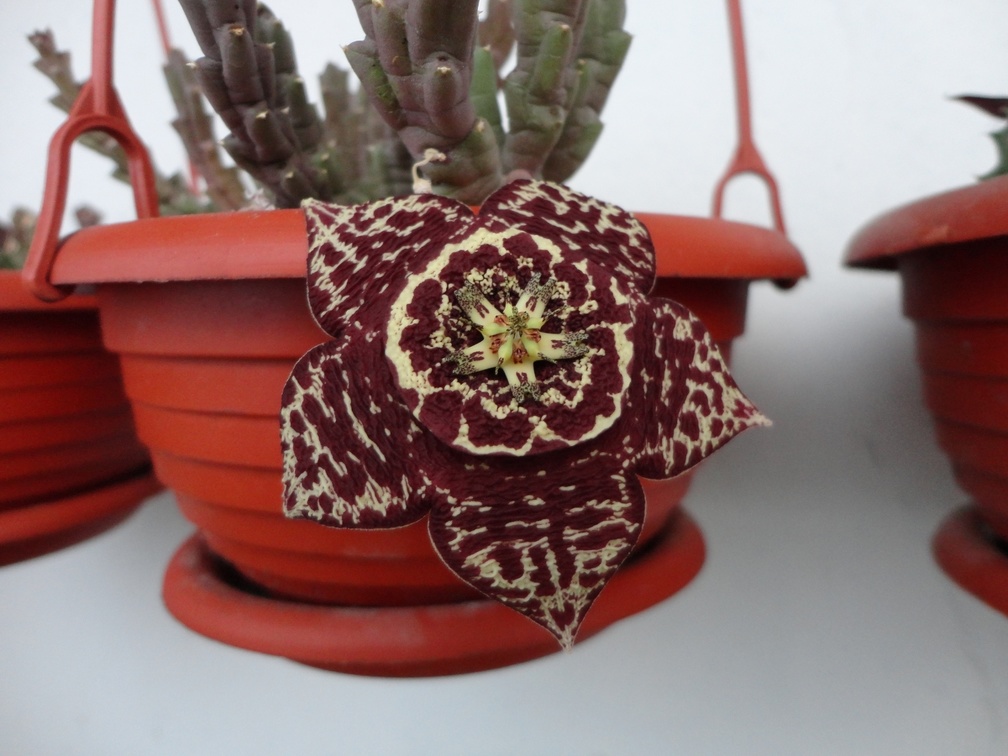 Orbea variegata dark form