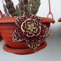 Orbea variegata dark form