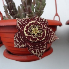Orbea variegata dark form