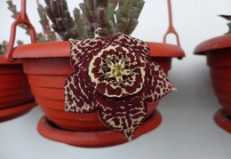 Orbea variegata dark form