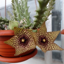 Orbea verrucosa