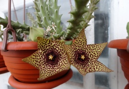 Orbea verrucosa