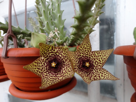 Orbea verrucosa