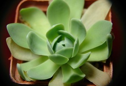 Orostachys iwarenge