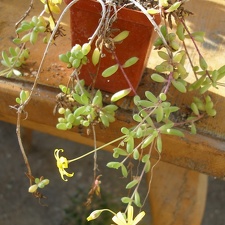Othonna capensis