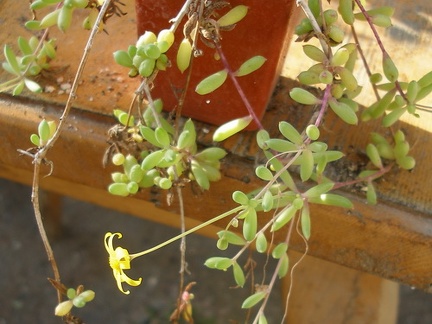 Othonna capensis