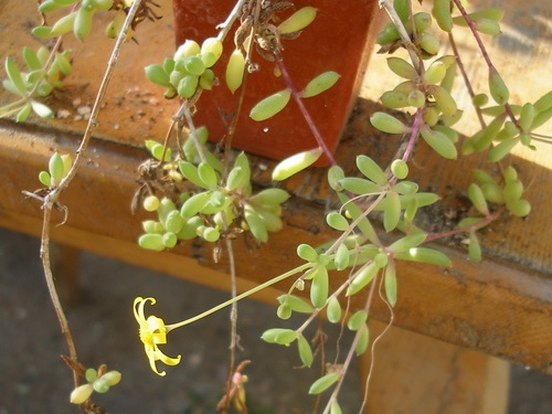 Othonna capensis