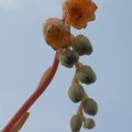 Pachyphytum compactum flower