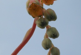 Pachyphytum compactum flower