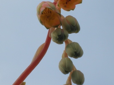Pachyphytum compactum flower