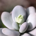 Pachyphytum oviferum