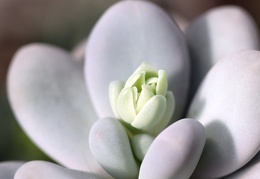 Pachyphytum oviferum