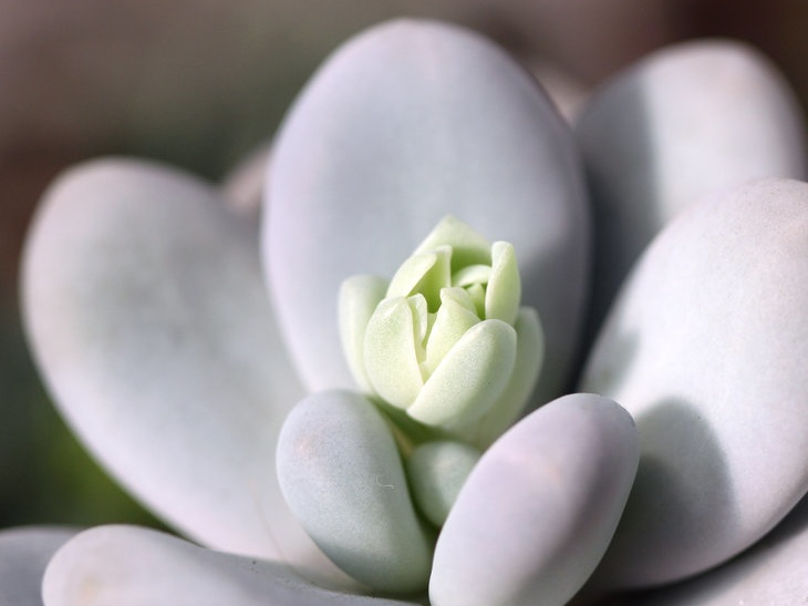 Pachyphytum oviferum