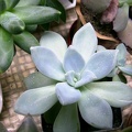 Pachyphytum amethystinum