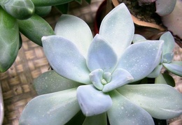 Pachyphytum amethystinum