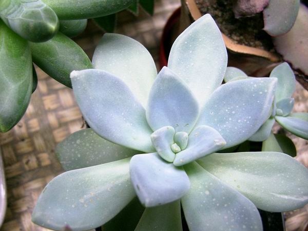 Pachyphytum amethystinum